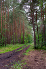 forest, tree, nature, trees, wood, pine, green, landscape, woods, path, road, spring, summer, grass, autumn, park, season, foliage, sun, outdoors, light, scenic, leaf, fall, plant