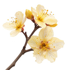 Close-up of three pale yellow blossoms on a branch