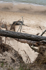 tree, nature, wood, beach, landscape, sand, desert, root, water, old, sky, forest, dead, driftwood, stump, branch, dry, rocks, outdoor
