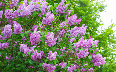 Obraz premium Lilac blossoming branches, Selective focus