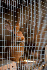 A brown rabbit sits in a wire mesh cage with its ears upright. The cage includes metal wiring, a brick, and wooden elements in a sheltered setting.