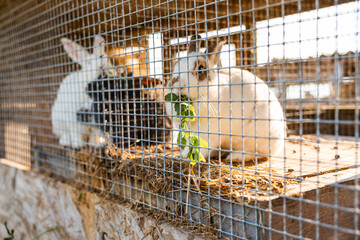 Rabbits in wire mesh cages with straw bedding, including a white rabbit nibbling green leaves. Sunlight filters through the rustic enclosure.