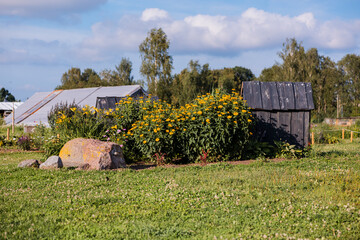 A rural area with a wooden shed, yellow flowers near a large rock, white tent like structures in the distance, and trees bordering the scene.