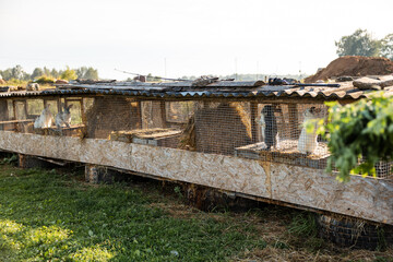 Row of rabbit cages with wooden frames, wire mesh, and a metal roof. Rabbits of various colors are visible, surrounded by grass, trees, and earth mounds.