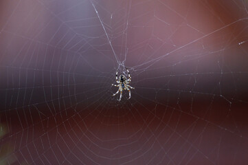 Large spider in the middle of its web. Macro. Selective focus