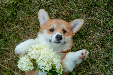 cute Welsh Corgi puppy lying on its back on the lawn, looking up at the camera top view