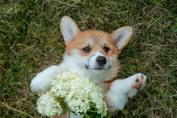 cute Welsh Corgi puppy lying on its back on the lawn, looking up at the camera