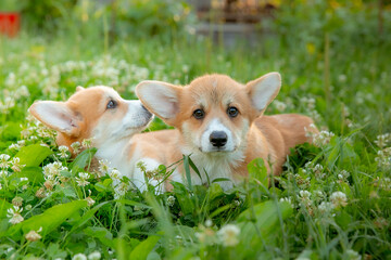 two cute Welsh Corgi puppies lying in the grass on a walk