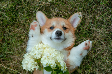 cute Welsh Corgi puppy lying on its back on the lawn, looking up at the camera