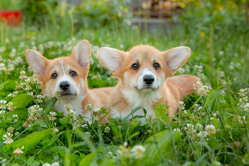 two cute Welsh Corgi puppies lying in the grass on a walk