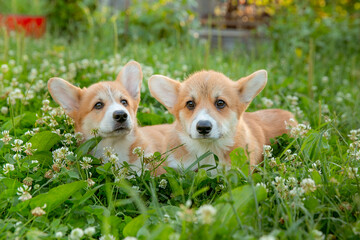 two cute Welsh Corgi puppies lying in the grass on a walk