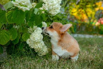 A Welsh corgi puppy on a summer walk