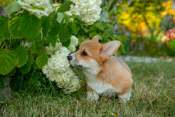 A Welsh corgi puppy on a summer walk