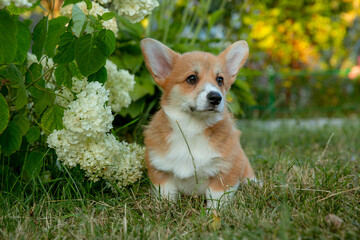 A Welsh corgi puppy on a summer walk