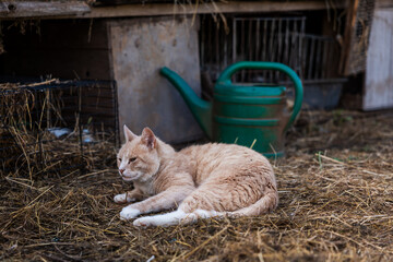 A light orange cat rests on straw in front of rabbit cages with a green watering can nearby, set in a rustic outdoor or farm like environment.