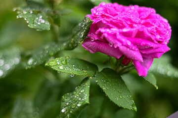 Close-up of a vibrant pink rose with rain droplets on its petals and surrounding green leaves, captured after rainfall.
