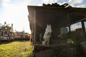 A rabbit stands upright inside a wire cage with hay and a metal feeder. Sunlight filters through the structure, with grassy areas and trees visible.
