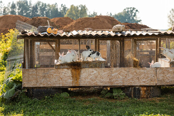 A functional wooden and wire rabbit enclosure on blocks, housing white and black spotted rabbits. Surrounded by grass, vegetation, and distant trees.
