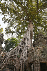 Massive tree with sprawling roots growing over ancient temple ruins in Ta Prohm, Angkor, Cambodia.