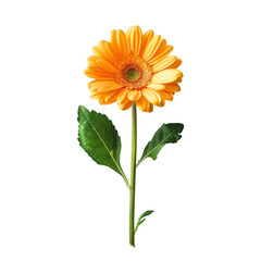 Single orange gerbera flower, vibrant colors