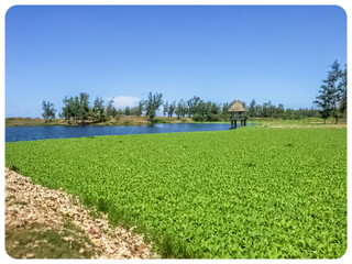 Laitues d’eau sur étang du Gol, île de La Réunion 