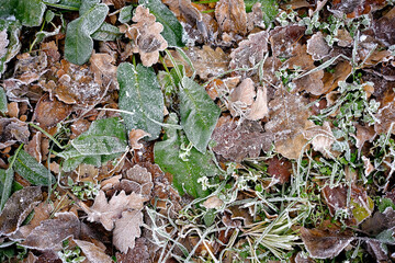 Frost-covered fallen leaves and green plants on the forest ground – close-up winter texture.