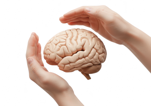 A human brain model held gently between two cupped hands, symbolizing care and knowledge isolated on transparent background