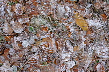 Frost-covered autumn leaves and grass on the ground in a cold winter morning.