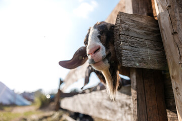 A goat peers through a wooden fence, its head framed by rustic planks. Bright daylight highlights the goat's fur and the texture of the wooden fence.