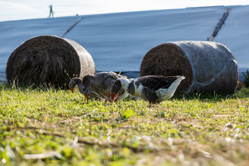 Three geese graze on a grassy field near two hay bales. A white curved structure, possibly a greenhouse, is visible in the background under sunlight.