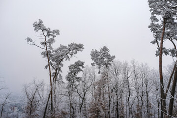 Tall pine and deciduous trees covered in frost on a misty winter day, with a pale sky and distant buildings barely visible through the fog.