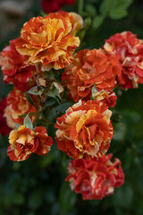 bush beautiful yellow-red roses in the garden