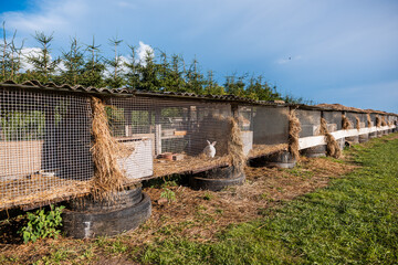 Outdoor setup of rabbit cages elevated on tires with wire mesh enclosures, hay, and a white rabbit visible, bordered by tall evergreen trees.