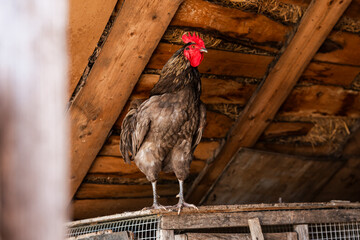 A rooster with a vibrant red comb stands on a wooden rabbit cage under a roof with visible beams and straw, highlighting rustic textures and details.