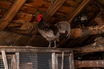 A rooster with a red comb stands on a wooden rabbit cage with wire mesh inside a barn. Wooden beams, hay, and another bird are visible in the setting.
