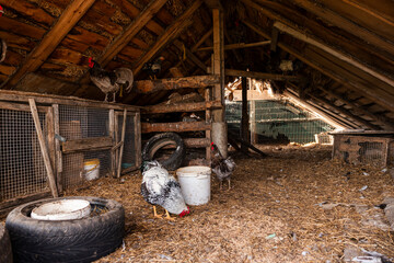 Rustic barn interior with slanted wooden roof, rabbit cages on the left, free roaming chickens, hay on the floor, and scattered tools and materials.