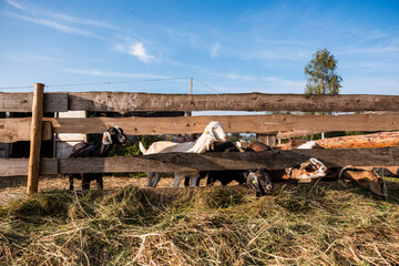 A group of goats stands behind a wooden fence, some peeking through the gaps. The ground is covered with hay, and a tree is visible under a clear blue sky.