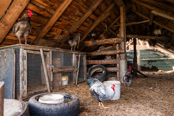 Interior of a wooden barn with slanted roof, featuring rabbit cages, chickens, roosters, straw covered floor, wooden beams, and scattered tools.