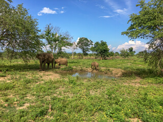 Wild elephants near a waterhole in a green savanna landscape, Moneragala District, Sri Lanka, under a bright blue sky with scattered clouds.