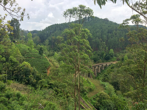 Lush green hillside with the iconic Nine Arches Bridge near Ella, Badulla District, Sri Lanka, surrounded by tea plantations and tropical forest.