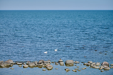 Peaceful coastal landscape featuring swans and various seabirds amidst scattered rocks in serene...