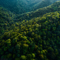 Aerial Jungle View in Thailand