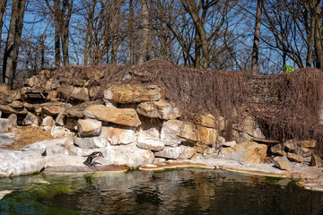 Penguin standing on a rock near a small pond in a zoo enclosure, surrounded by dry vegetation and bare trees in early spring.