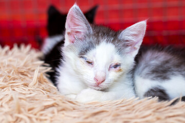 A cute black and white kitten is comfortably laying on a blanket