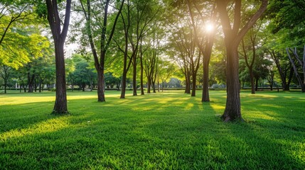 Sunlit Park with Green Grass and Lush Trees, Ideal for Nature and Outdoor Concepts