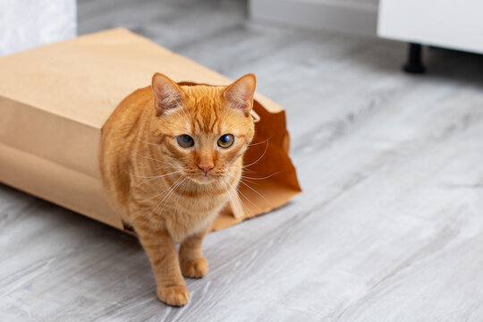 An orange cat is playfully sticking its head out of a brown paper bag