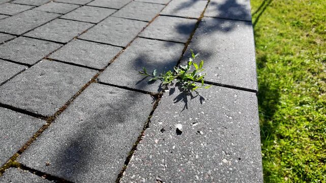 Close up on a weed on the paving stones driveway in front of the house