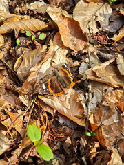 Red admiral butterfly resting on dry leaves in a forest. Autumnal tones dominate the scene with scattered green seedlings on the forest floor.
