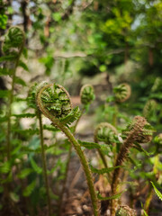 Close-up of a young fern frond in early spring, tightly curled in a spiral shape. The detailed texture and vibrant green colors highlight the natural growth of the plant.