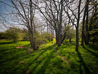 Spring forest with long morning shadows, bare trees, and fresh green grass illuminated by soft sunlight.
